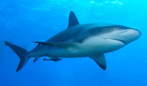 Sharks-of-the-mediterranean-Bull-shark